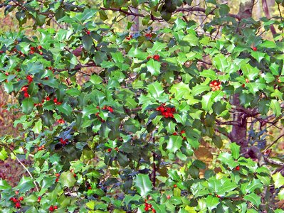 Holly tree christmas berries christmas photo
