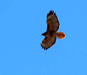 Red-tailed Hawk-1 photo