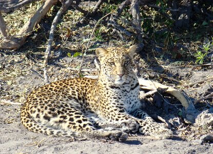 Botswana africa wildlife photo
