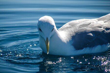 Seagull sea swim