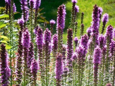 Purple garden plant