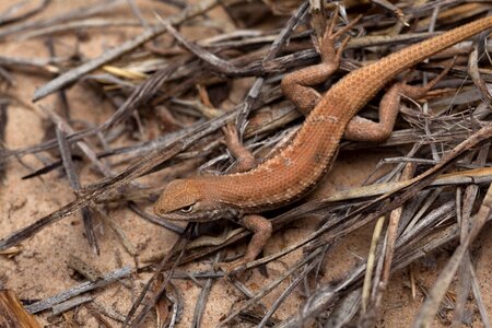 Animal Artemisia tridentata beautiful photo