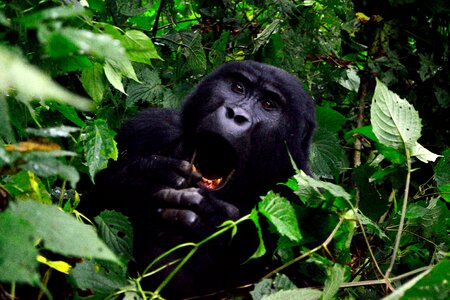 Animal africa primate