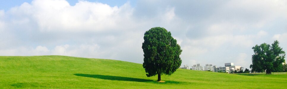 Olympic park alone tree early wood photo