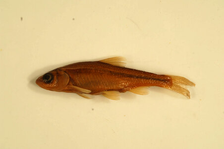 Luxilus cornutus