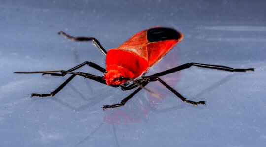 Red beetle insect macro