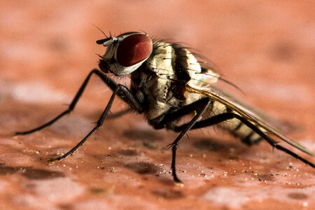Fly detailed Macro image