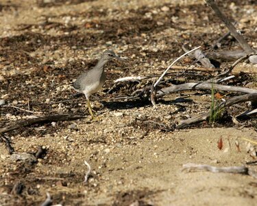 Bird tattler wandering