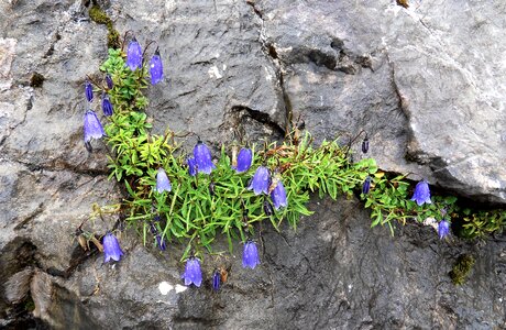 Mountain flower unterberg flower