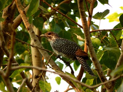 Fauna bird common