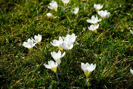 Flower spring bühen