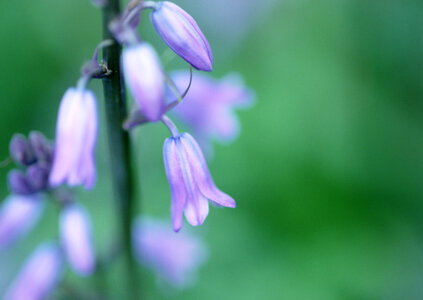 Lily of the Valley (Convallaria Majalis) photo