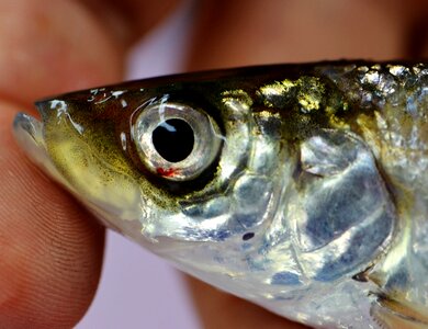Bloater fish lake