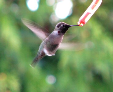Eating flying flight