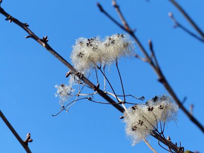 Biology blue sky branch