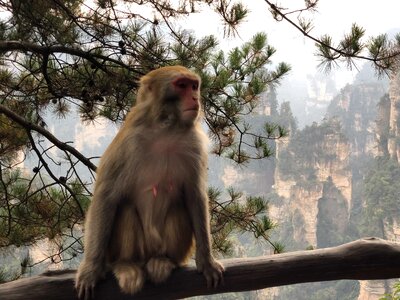 Wild macaque primate photo