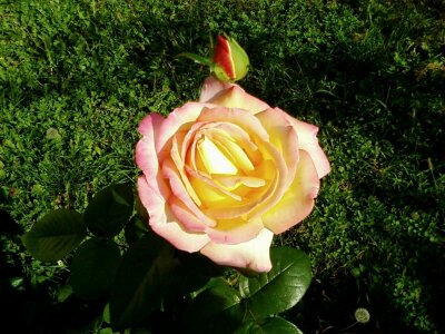 Garden pink yellow