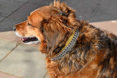 Head hunting dog purebred photo