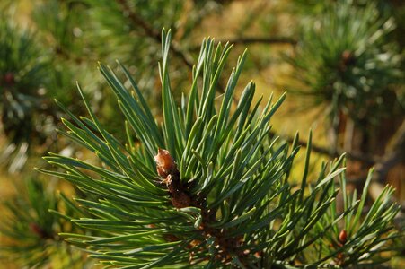 Herringbone needles outdoors