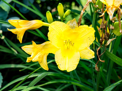 Yellow Flowers with Green Leaves photo