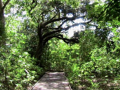 Jungle nature road