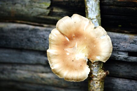 Branch fungus mushroom