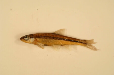 Notropis nubilus-3