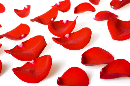 rose petals photo