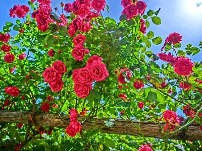 Blossom bloom summer
