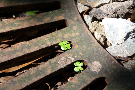 Luck irish leaf photo