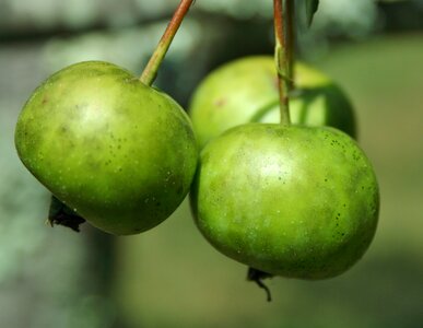 Fruit crabapple malus photo