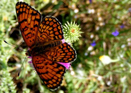 Beautiful butterfly
