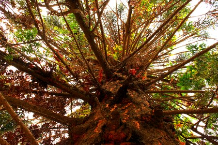 Trunk branch nature
