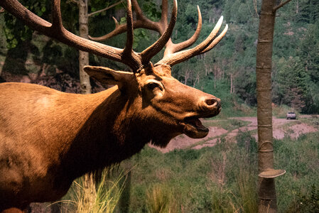 Elk head with Antlers