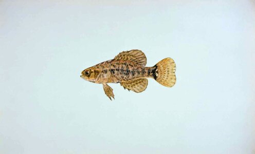 Lepomis Macrochirus  