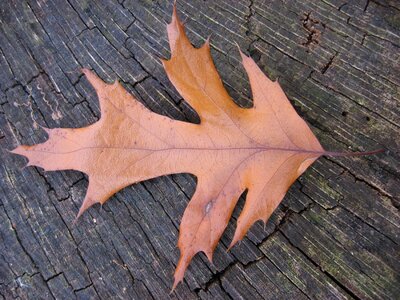 Season foliage autumn