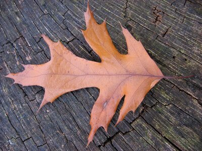 Season foliage autumn photo