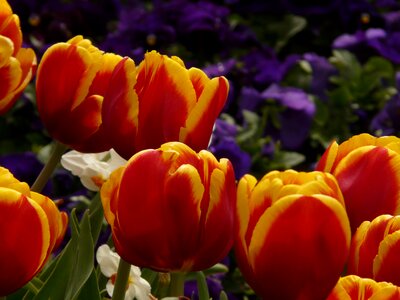 Tulips red yellow photo