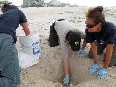 Sea turtle nest relocation-1