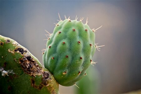 Cactus vegetable nature
