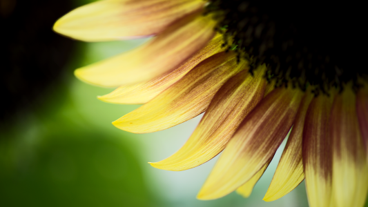 Beauty floral sunny