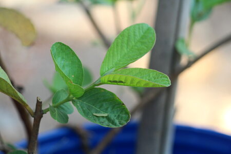 Guava Plant Leaves photo