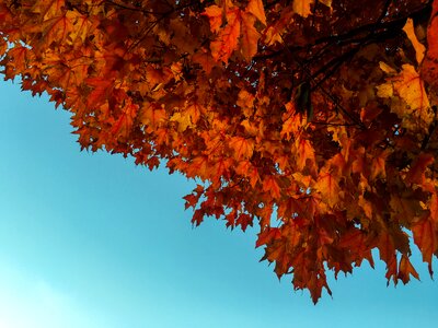 Orange color indian summer