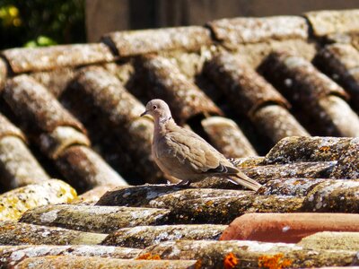 Turtledove roof texas