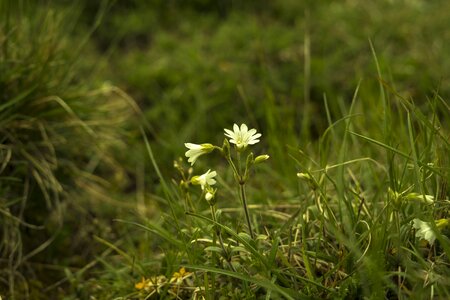 Flower grass plants green grass