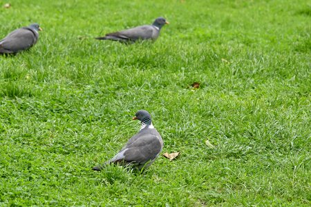 Flock grass pigeon photo