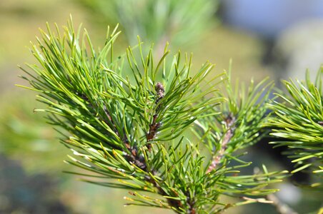 Pine green branch close up photo