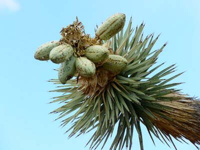 Agavengewächs mojave desert joshua tree national park photo