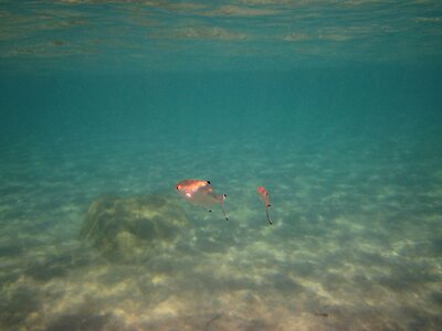 Dive diving fish photo