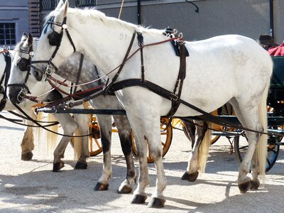 Horse drawn carriage tourism salzburg photo